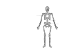 Image of the human skeleton